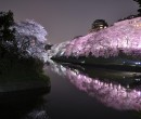 Tokyo Marufish